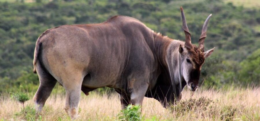 Addo Elephant Park and Giraffe Walk Full Day Safari - Who should book this day