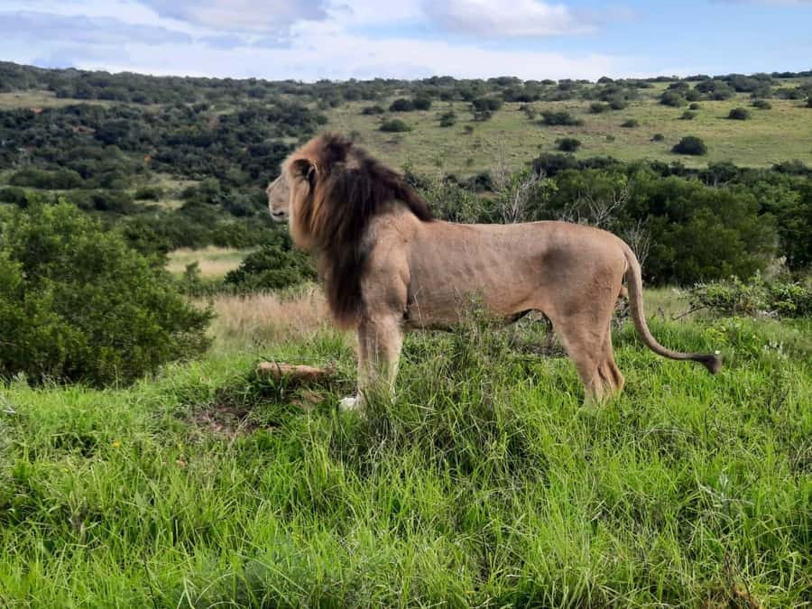 Addo Elephant Park:Safari Tour meet Big 5 to be satisfied - Otto’s guiding style and what it adds