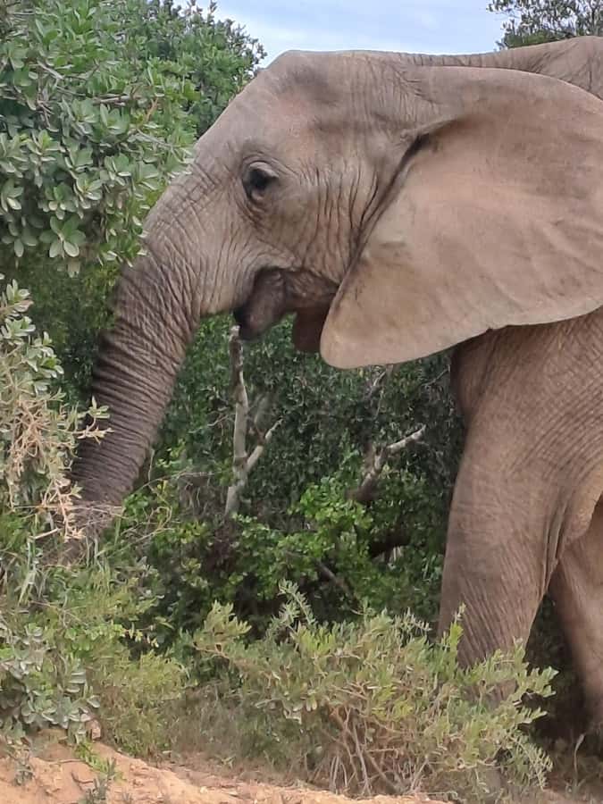 Addo Elephant Park:Safari Tour meet Big 5 to be satisfied - A picnic stop in the middle of the park