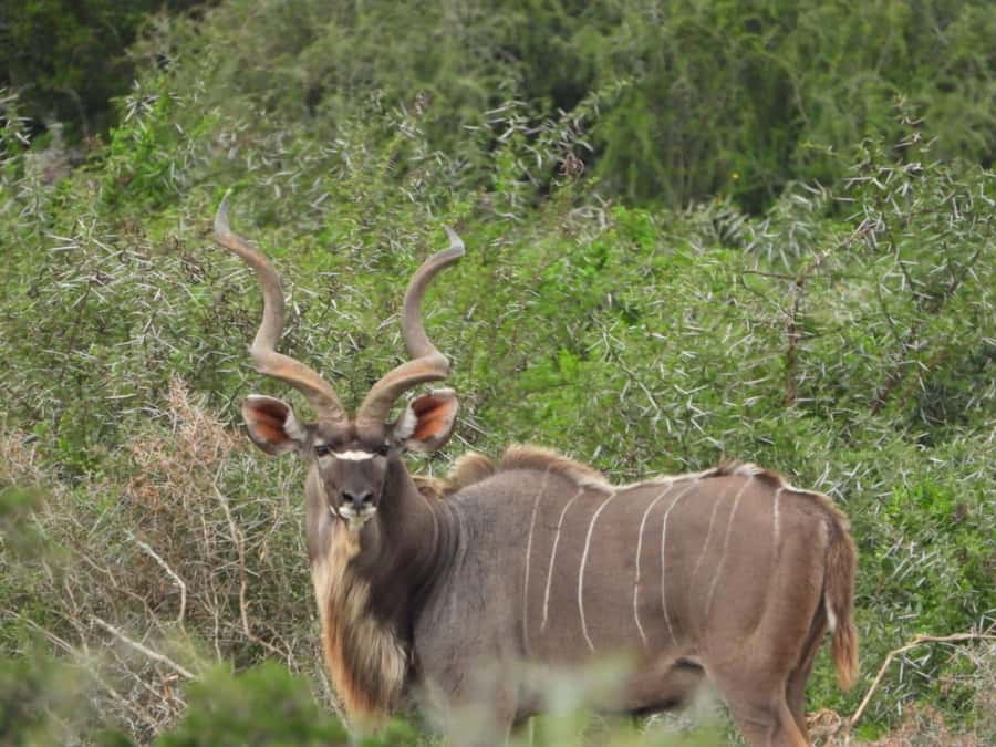 Addo Elephant Park:Safari Tour meet Big 5 to be satisfied - The Interpretation Centre adds useful context