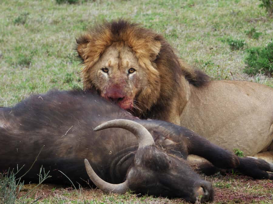 Addo National Park: Full-Day Safari Tour - Why this full-day Addo safari makes sense
