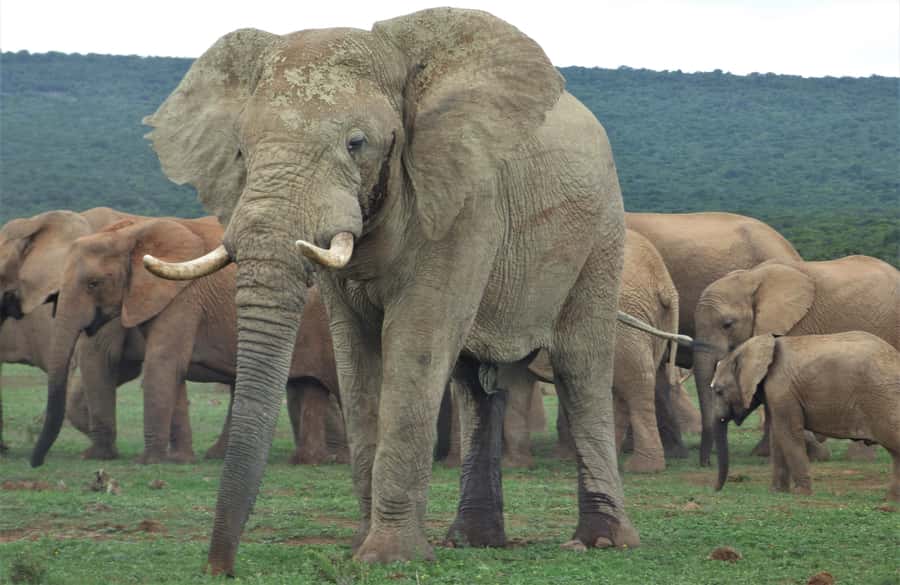 Addo National Park: Full-Day Safari Tour - Searching Addo’s northern viewing areas
