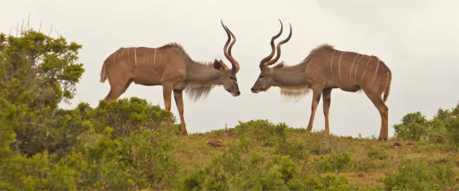 Addo National Park: Full-Day Safari Tour - The guide makes the difference