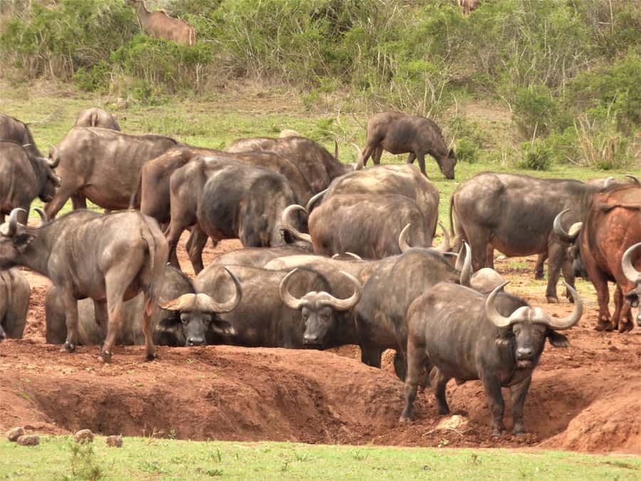 Addo National Park: Full-Day Safari Tour - Wildlife expectations: promising, never guaranteed