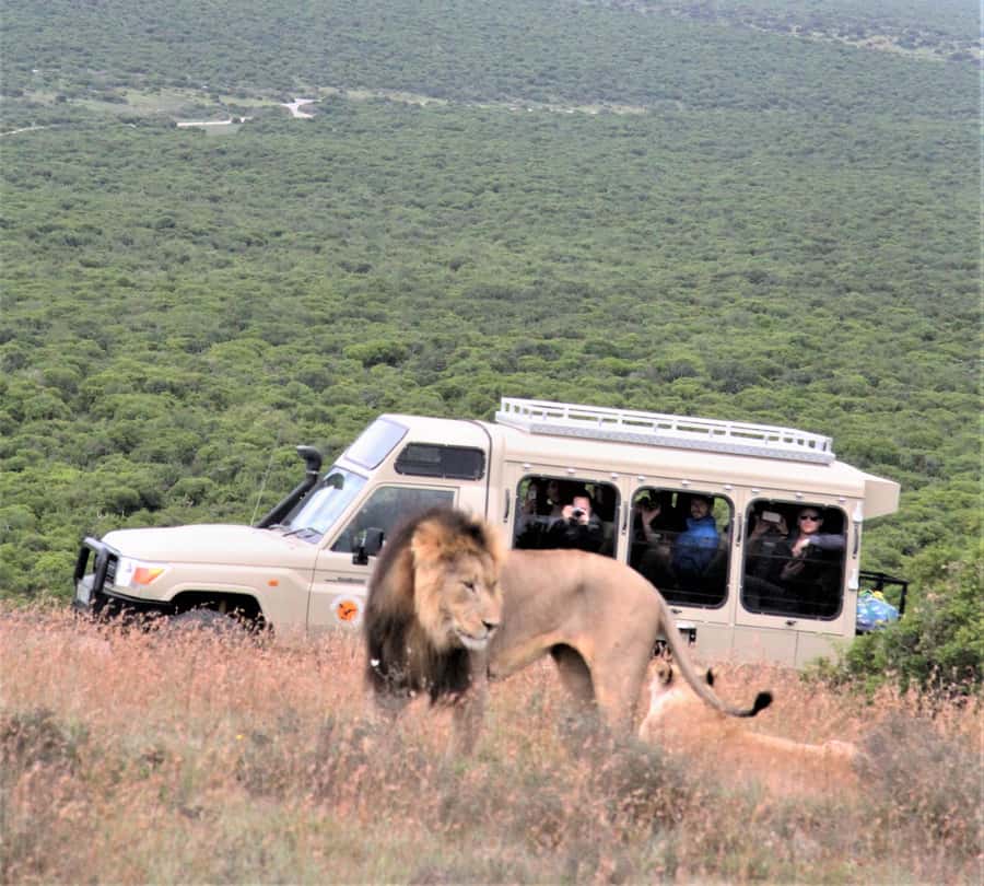 Addo National Park: Full-Day Safari Tour - Starting out in a small safari vehicle