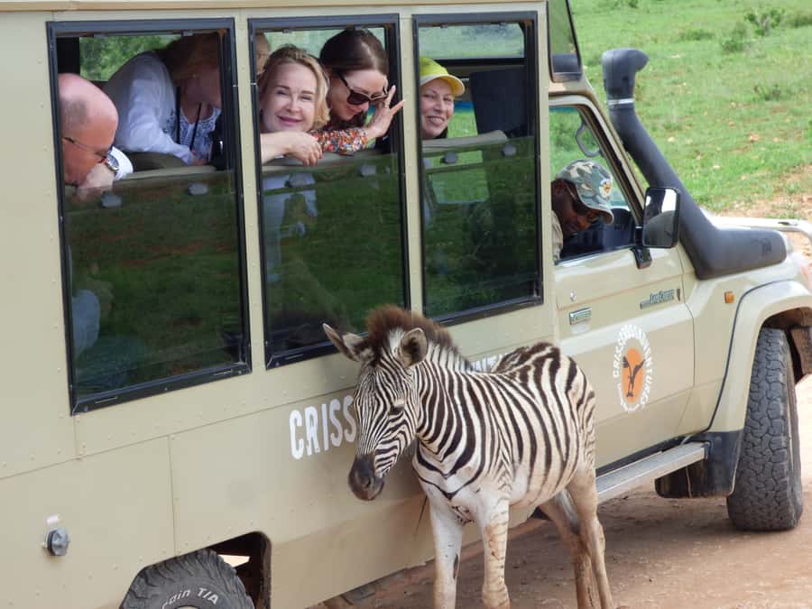 Addo National Park: Guided Half-Day Safari - Starting in Addo village and reaching Main Camp