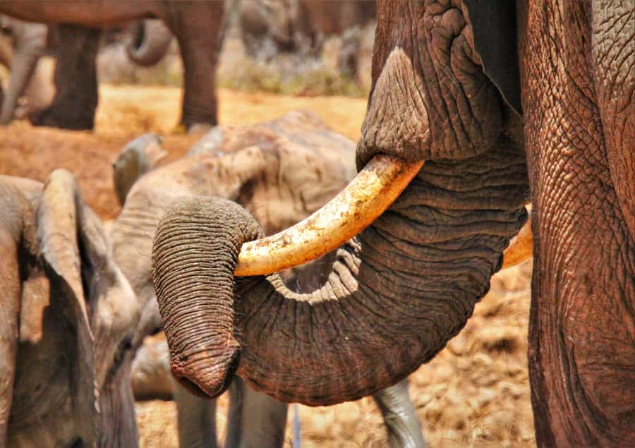 Addo National Park: Guided Half-Day Safari - Why the guide makes such a difference