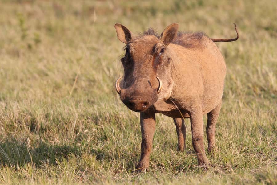 Addo National Park: Guided Half-Day Safari - Snacks, drinks, and the pace of the morning