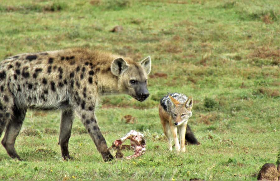 Addo National Park: Guided Half-Day Safari - Who should choose this Addo safari?
