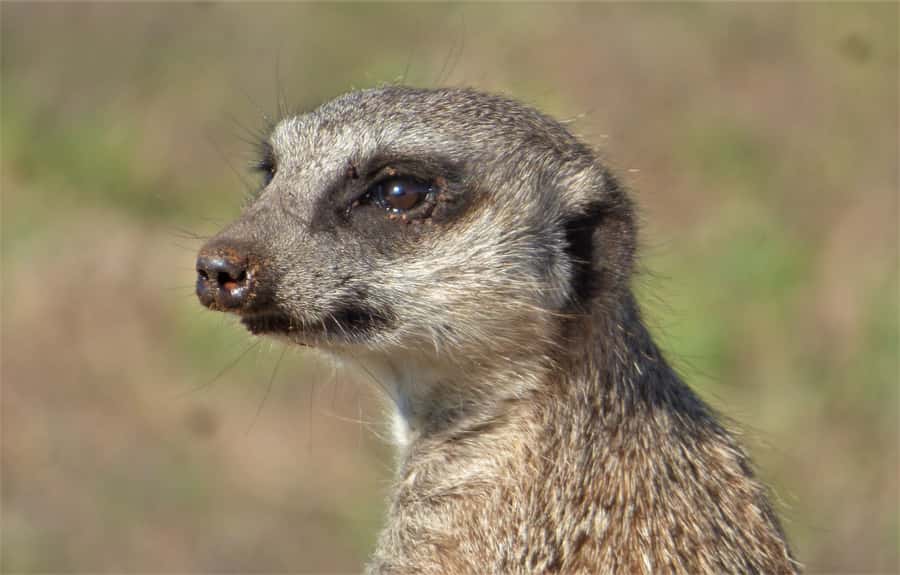 Addo National Park: Guided Half-Day Safari - Practical things to bring