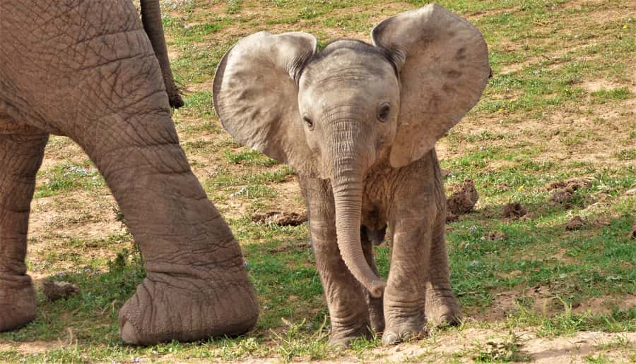 Addo National Park: Guided Half-Day Safari - What the four-hour route is designed to show you