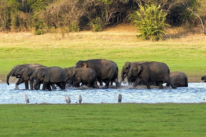 Adventure safari Experience in Hurulu Eco Park, Sri Lanka - Guide quality and what to ask for