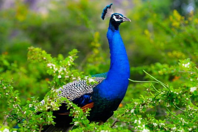 Adventure safari Experience in Hurulu Eco Park, Sri Lanka - Timing, fitness, and practical comfort