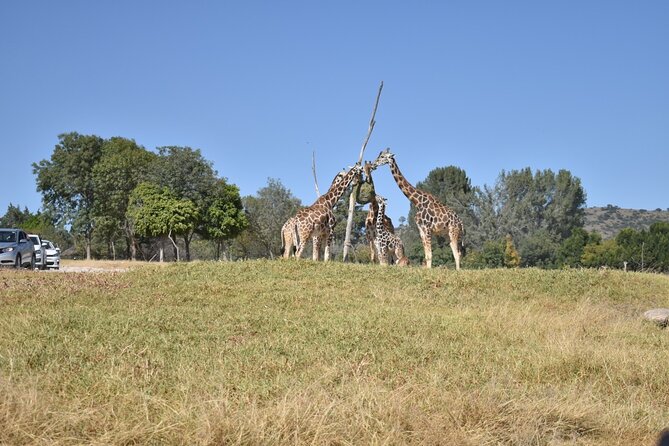 Africam safari (private tour) - Key points at a glance