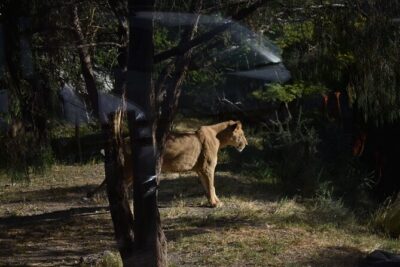 Africam safari (private tour)