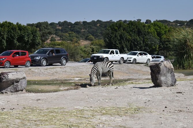 Africam safari (private tour) - Judging the $175 price
