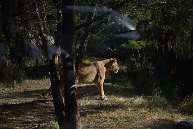 Africam safari (private tour) - Starting from Puebla or Cholula at 10:00 a.m.
