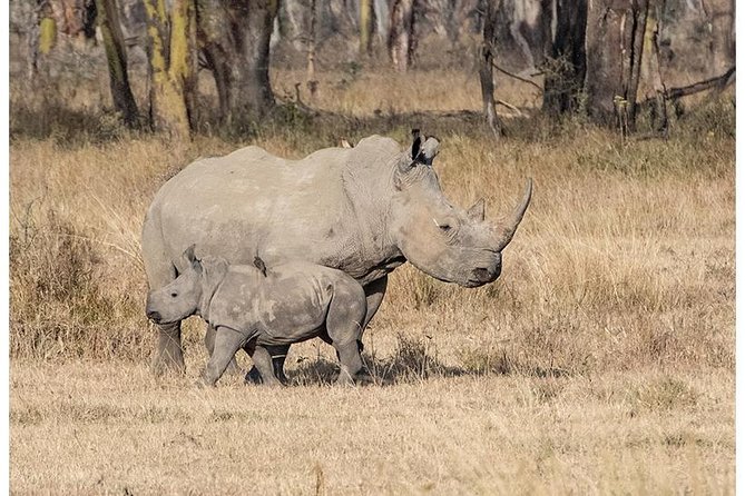 African Wildlife & Nature - 5 Kenya national parks - 6 day Jeep Safari - Day one: Tsavo West and the rhino sanctuary