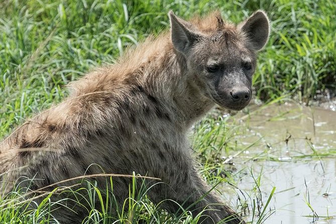 African Wildlife & Nature - 5 Kenya national parks - 6 day Jeep Safari - Day four: Hell’s Gate and the road to Maasai Mara