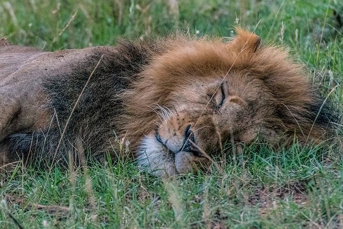 African Wildlife & Nature - 5 Kenya national parks - 6 day Jeep Safari - Day five: a full day in Maasai Mara