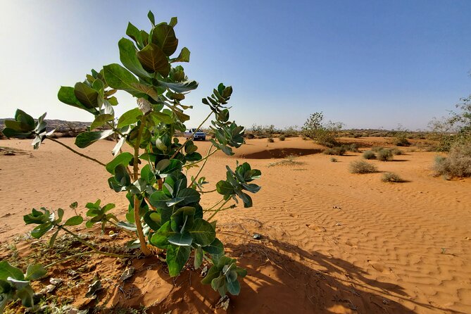 Agadir Jeep Safari Desert Day Trip including Lunch & camel ride - From Agadir to the Souss-Massa wetlands