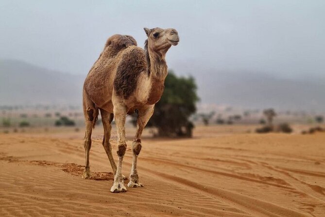 Agadir Jeep Safari Desert Day Trip including Lunch & camel ride - Sidi R’bat and the Atlantic caves