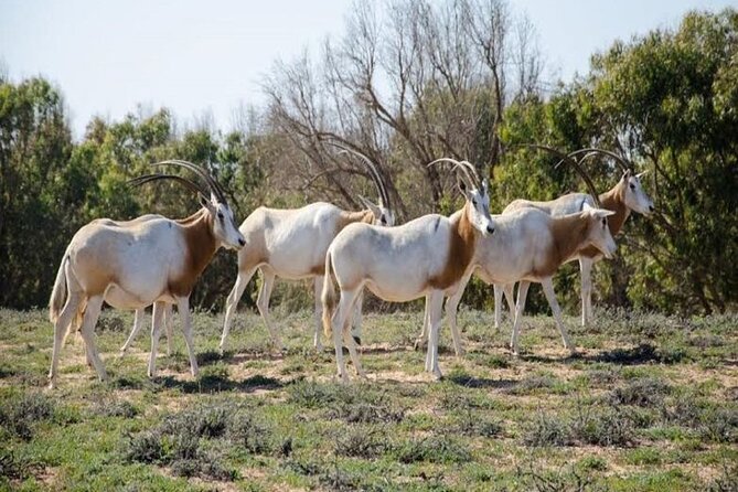 Agadir National Park & 4×4 Jeep Desert Safari Tour with Lunch - Yusuf Ibn Tachafin Dam and the Anti-Atlas views