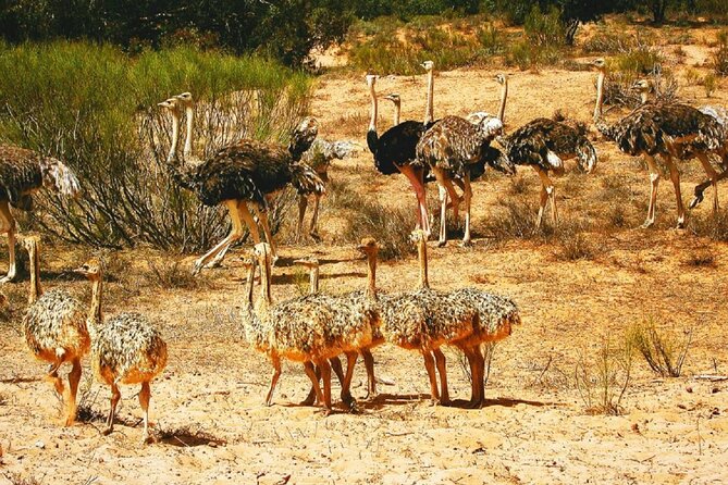 Agadir National Park & 4×4 Jeep Desert Safari Tour with Lunch - The pottery workshop and optional souvenir stop