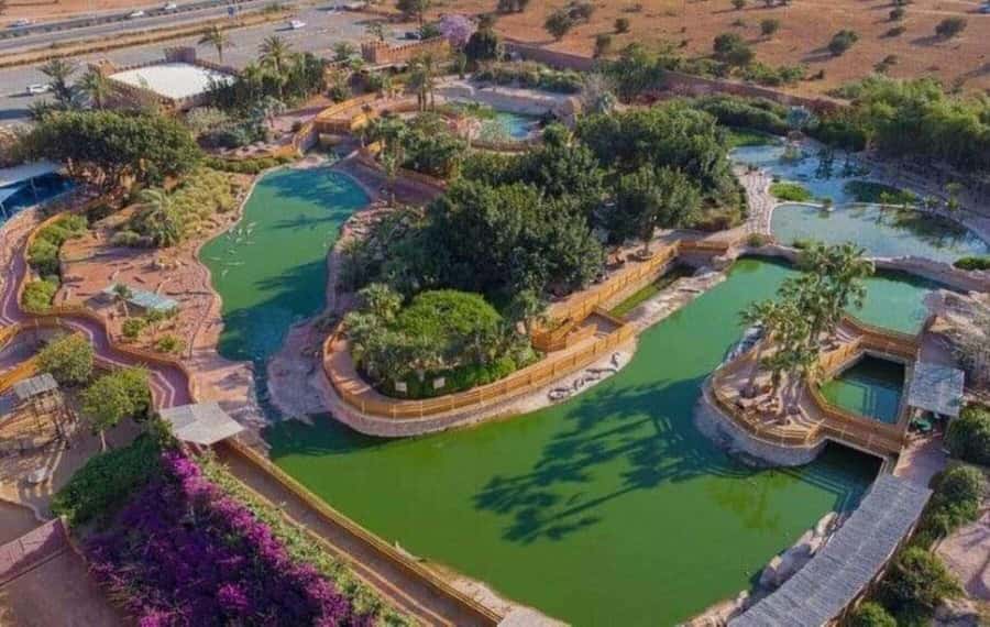 Agadir: Quad Bike Safari Desert With Moroccan Tea - The goat stop among the argan trees