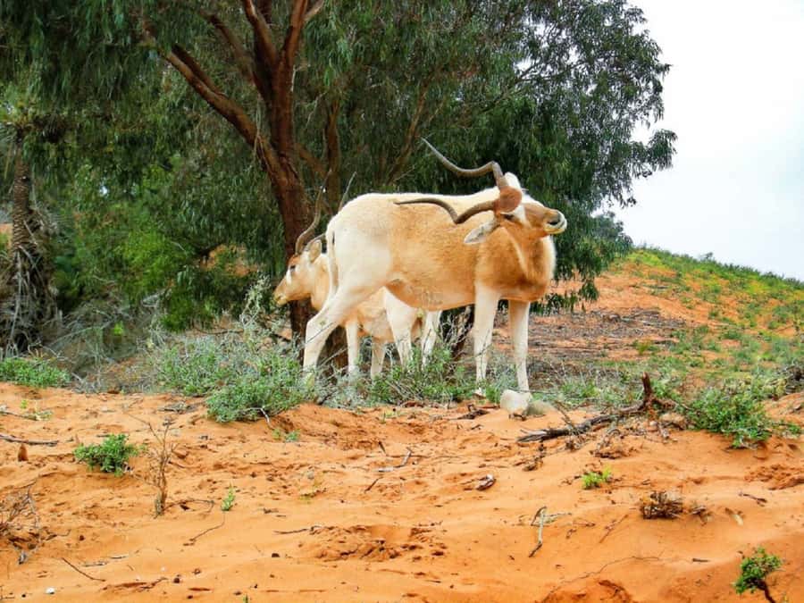 Agadir: Sous Massa National Park Desert Safari Tour & Lunch - What the $102 price really includes