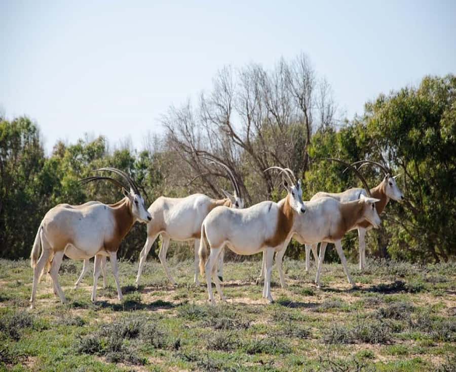 Agadir: Sous Massa National Park Desert Safari Tour & Lunch - From Agadir to Souss-Massa National Park