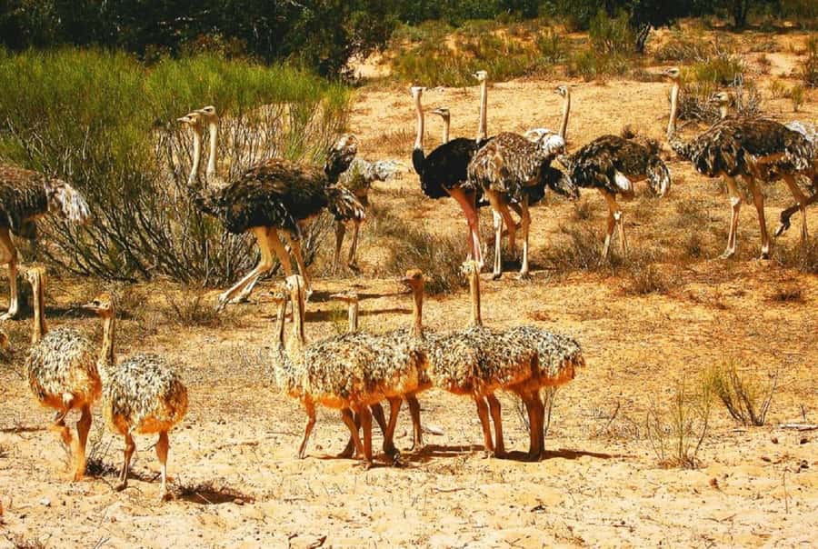 Agadir: Sous Massa National Park Desert Safari Tour & Lunch - Off-road driving beside Sidi Rbat beach