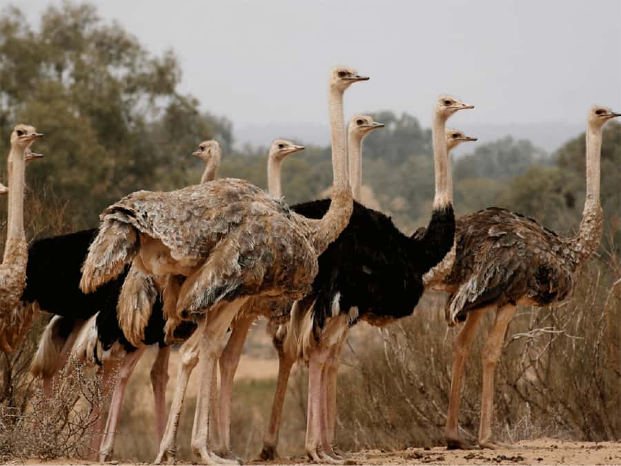Agadir: Sous Massa National Park Desert Safari Tour & Lunch - The Sous River and important bird habitat