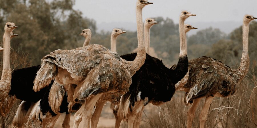 Agadir: Sous Massa National Park Desert Safari Tour & Lunch - Berber villages and everyday life around Massa