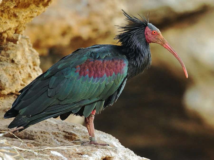 Agadir: Sous Massa National Park Desert Safari Tour & Lunch - Massa dam and Anti-Atlas views