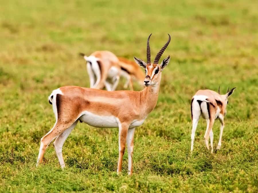 Agadir: Sous Massa National Park Desert Safari Tour & Lunch - Wildlife in the park, not a quick roadside stop