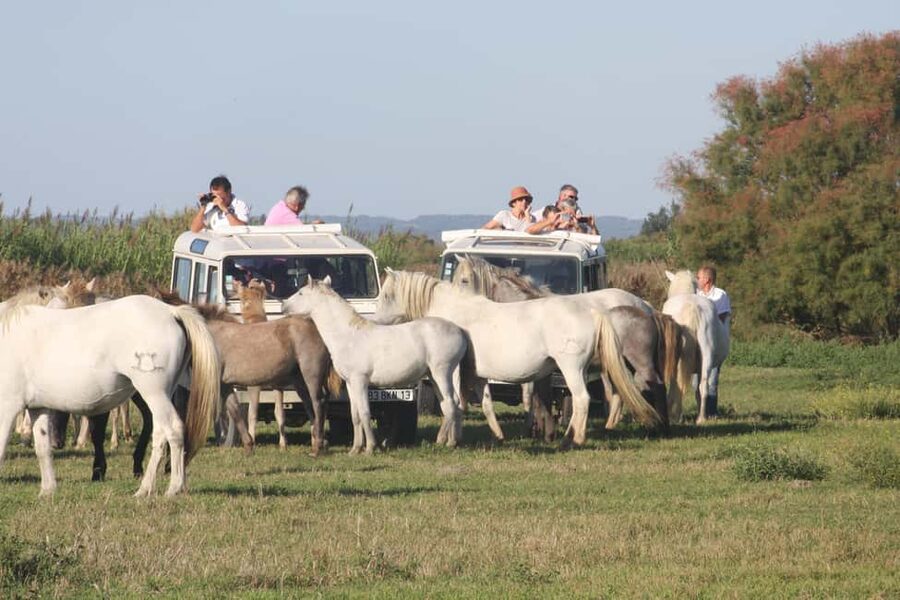 Aigues Mortes: Jeep Photo Safari in Camargue - Key points to know before booking