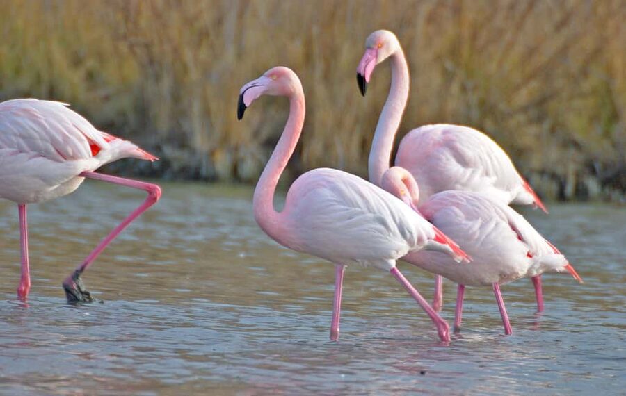 Aigues Mortes: Jeep Photo Safari in Camargue - Why this safari fits the Camargue so well