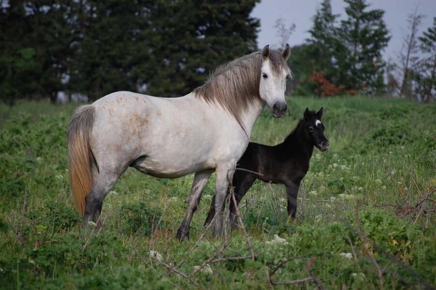 Aigues Mortes: Jeep Photo Safari in Camargue - The guide’s role in understanding Camargue culture