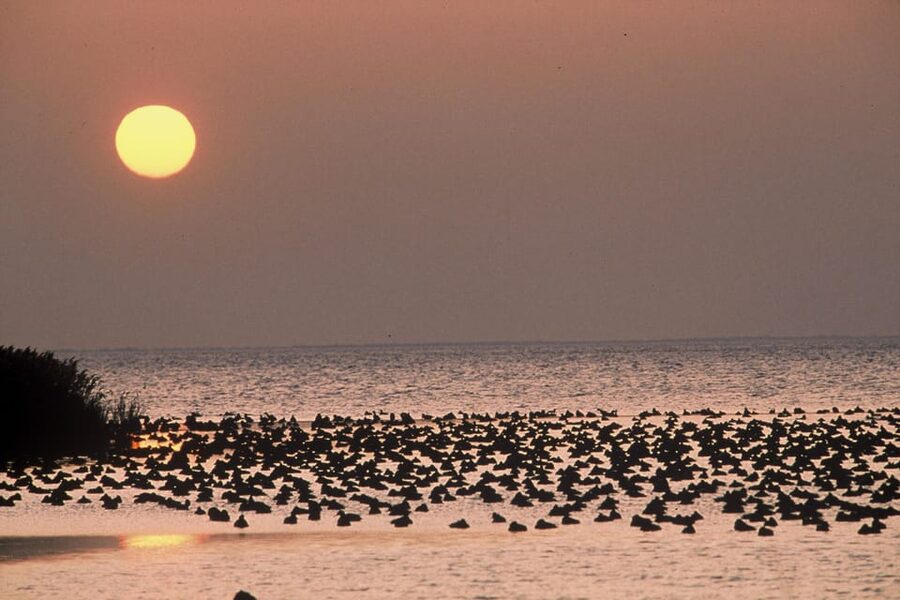 Aigues Mortes: Jeep Photo Safari in Camargue - Is the $70 price good value?