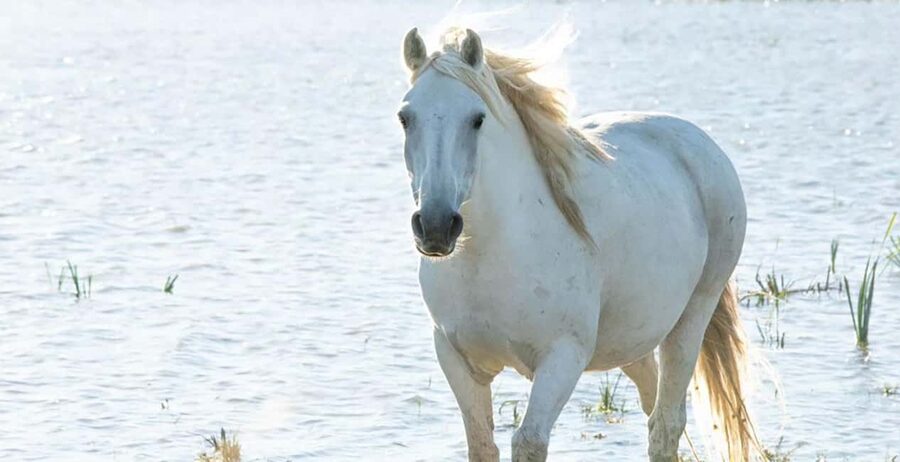 Aigues Mortes: safari en vélo - Ebike tour in Camargue - Starting near Aigues-Mortes and entering the Camargue