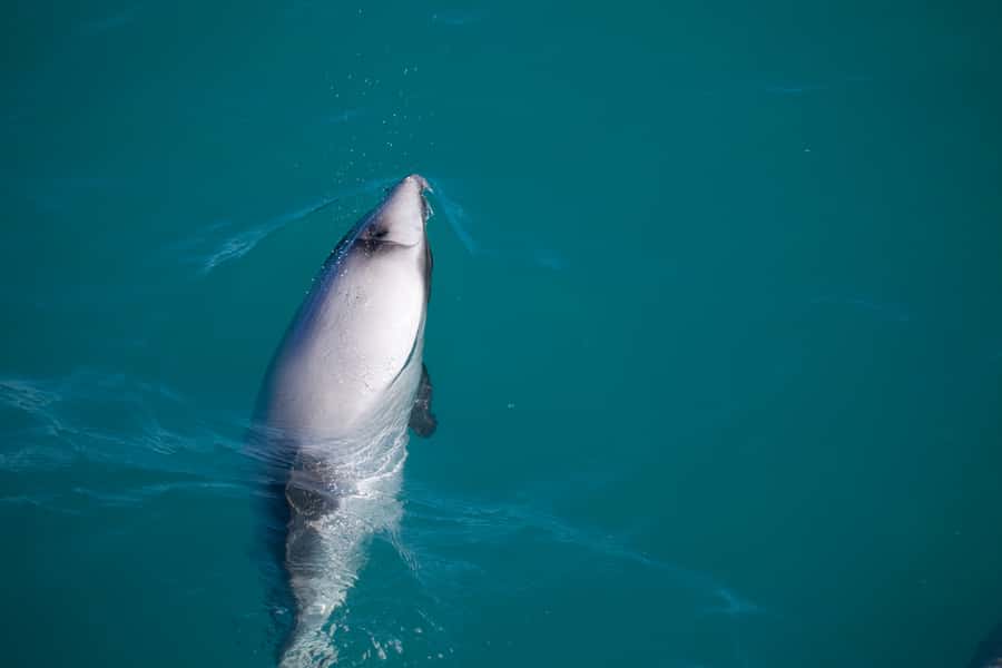 Akaroa: 4WD Safari and Guided Sea-Kayaking Experience - Wildlife sightings, from seals to penguins