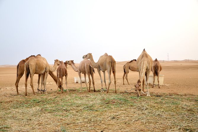 Al Ain Desert Safari with Buffet Dinner - Sunset, sandboarding, and the slower side of the desert