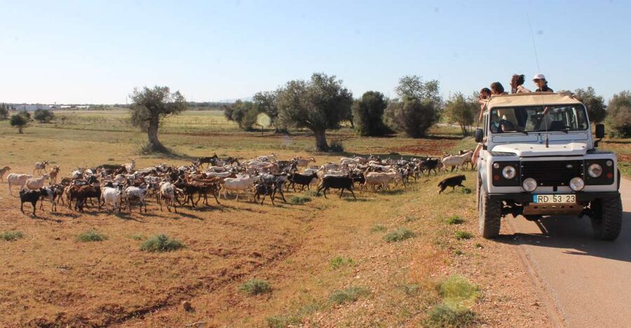 Albufeira: Jeep Safari Half-Day Countryside Tour - Key points to know before you book