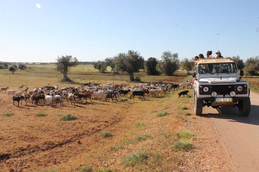 Albufeira: Jeep Safari Half-Day Countryside Tour - Pickup in Albufeira and the first jeep ride