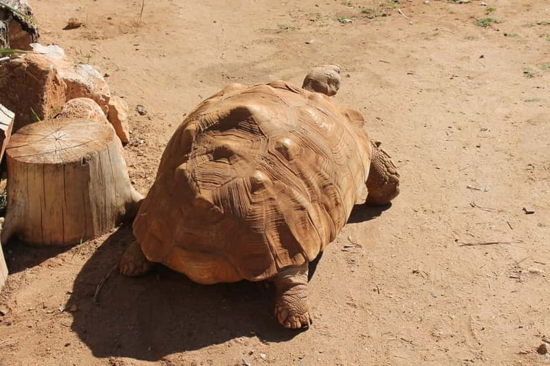 Albufeira Jeep Safari with Zoo - A biological farm and the taste of medronho