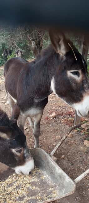 Albufeira Jeep Safari with Zoo - Is $58 a fair price?