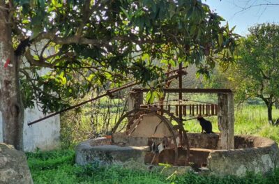 Albufeira: Safari Excursion in the Algarve Mountains
