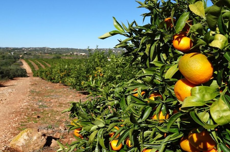 Albufeira: Safari Excursion in the Algarve Mountains - Pico Alto and the final wide view