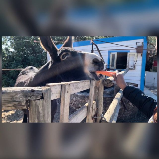 Albufeira Safari exploring villages, churches, castle & farm - Who should book this Algarve outing?